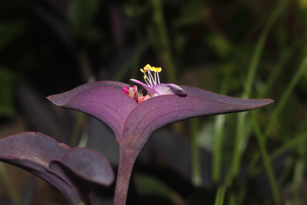 Tradescantia pallida (Rose) D.R.Hunt